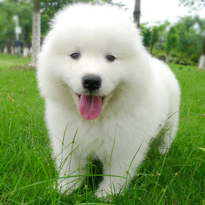 出售纯种赛级双血统活体萨摩耶犬幼犬 家养宠物狗狗 雪橇犬大骨架