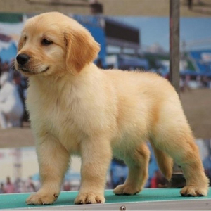 纯种金毛幼犬活体狗狗宠物狗金毛犬导盲犬大骨架金毛幼犬家养小狗