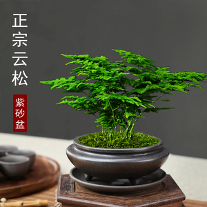 唐山矮生云竹正宗云松盆景室内好养常绿植物桌面净化空气禅意盆栽