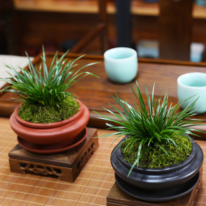 金钱菖蒲盆栽紫砂盆苔藓小绿植中式桌面小植物茶桌禅意耐阴盆景