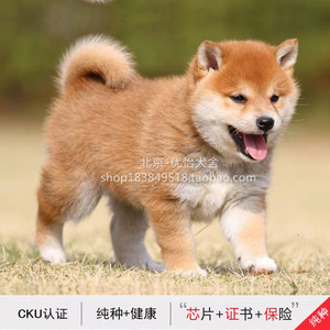 北京犬舍出售赛级日本赤色 柴犬幼犬活体豆柴八公原型可视频 包邮