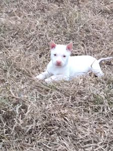 贵州下司犬