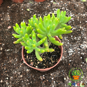 多肉植物多头老桩日本八千代办公室内防辐射阳台绿植果冻色萌肉肉