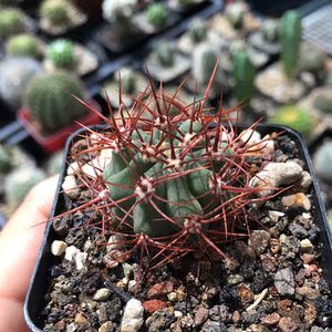 刺刺球植物花