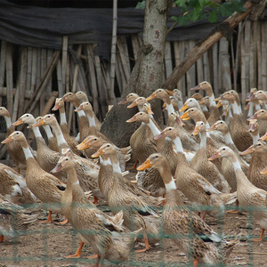 绍兴白脖麻鸭高产蛋鸭安徽大种白番鸭鸳鸯鸭洋鸭疫苗齐全包活到家