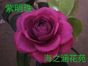 【紫明珠】紫色系茶花稀有盆栽地栽庭院阳台花卉绿植