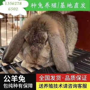纯种公羊兔种兔巨型兔子活物白色公羊兔纯种法国公羊兔子苗垂耳兔