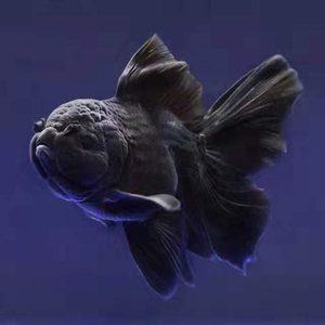 【渔场直发,包活包损】国粹精品原泰百褶泰狮金鱼f1活体黑色鱼苗