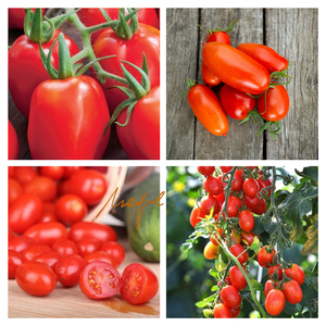 罗马vf 西红柿 罗马番茄 传家宝5粒 适合做酱汁