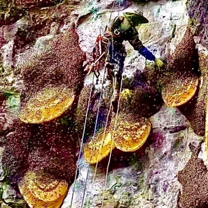 云南深山崖蜜野生岩蜂蜜悬崖 食用纯正天然百花蜜土蜂蜜药蜜斤装