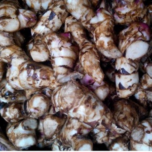 新鲜芭蕉芋 姜芋 旱藕 蕉藕 美人蕉 粗粮下单现挖 5斤装 包邮