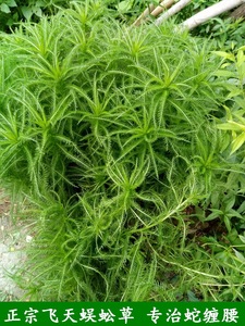 野生飞天蜈蚣草 千薯叶 蓍草 一枝蒿 中药材 新鲜茎叶500克