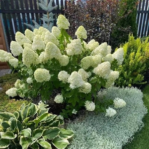 圆锥绣球石灰灯木绣球香草草莓白光魔幻月光庭院花园植物耐寒花苗