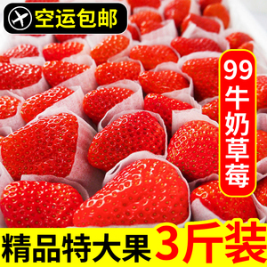 丹东99牛奶草莓现摘3斤 新鲜当季整箱水果奶油红颜大草莓顺丰包邮