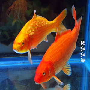 火鲤锦鲤火红