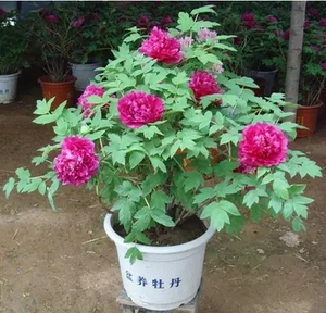 鲁菏红,菏泽洛阳地栽盆栽牡丹花苗秋天发货