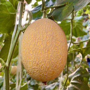 特产网纹瓜