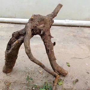 重庆巫溪金弹子黑塔子老桩练手桩今日指盆景金弹子盆栽可造型