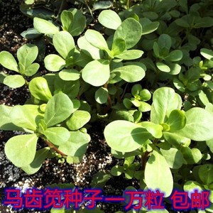 野生食用马齿苋新鲜马芷苋半枝莲太阳花蚂蚱菜种子马苋菜野菜蔬菜