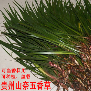 【购买6斤送米酒】贵州香料野生菖蒲三赖沙姜山奈五香草1000g包邮