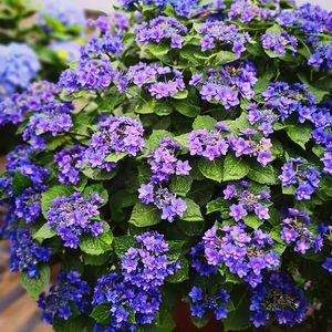 纱织小姐加卑弥呼绣球买一送一