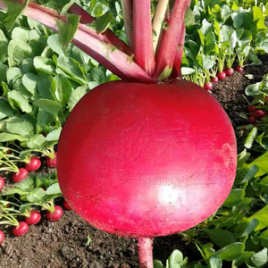 大红萝卜种籽东北大红圆萝卜种子春夏秋季红皮水萝卜阳台蔬菜种孑