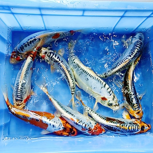 纯种德系秋翠锦鲤 德系银松叶德系孔雀锦鲤 秋翠 辉龙冷水鱼包活