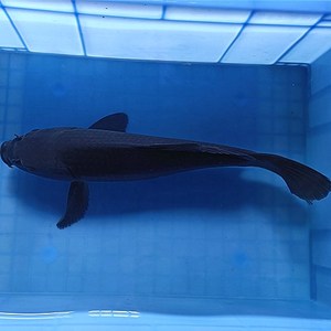 锦鲤鱼黑色乌金