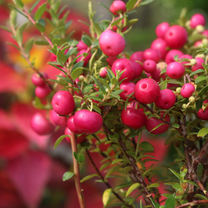 四季荷兰进口盆栽丽果木多年生观果植物阳台花卉绿植耐寒常青植物