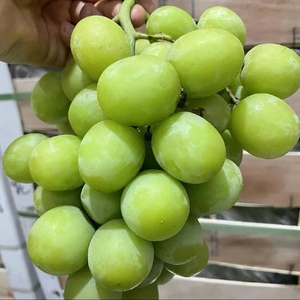 北京发出 秘鲁青提秋天脆2斤 新鲜水果无籽青提进口提子