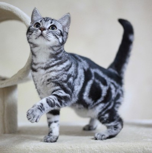 虎斑暹罗猫纯种