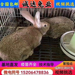 纯种比利时兔种兔杂交野兔兔子苗大型活体肉兔一对大流士成年兔