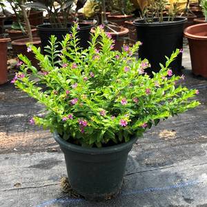 满天星盆栽好养易活紫色带花苞孔雀兰萼距桌摆绿植物花卉庭院阳台