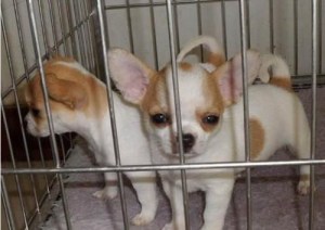 纯种吉娃娃幼犬活体小鹿幼犬茶杯狗茶杯犬小型犬长不大的宠物狗狗