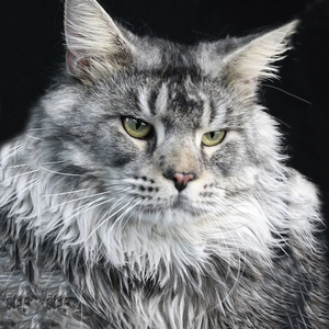 北京猫舍缅因猫幼猫活体纯种巨型血统黑色赛级长毛猫森林猫布偶猫