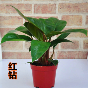 金钻盆栽大叶绿公主绿植室内办公室花卉四季常青盆景实在老果农