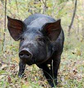 大凉山小香猪小黑猪跑山猪烤乳猪山上吃草猪肉活猪称重一斤22元