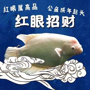 【发财猫鱼】发财猫鱼品牌,价格 - 阿里巴巴