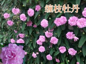 缠枝牡丹花