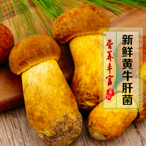云南新鲜野生菌黄牛肝黄赖头精选1000g纯天然现采现发包邮黄香根