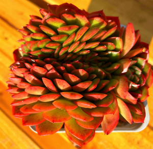 多肉植物 蜜蜡冬云缀化 整群发货 新手易养活养护 云南基地直发