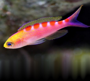 金虎纹宝石 海金鱼 直营 鱼海水观赏鱼活体颜色鲜艳 顺丰生鲜运输