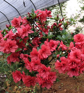 【天天园艺园】皋月杜鹃盆景高原红牡丹花 庭院花卉盆栽 花园植物