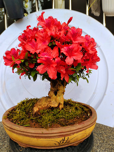 000人付款淘宝映山红小老桩杜鹃花树桩室