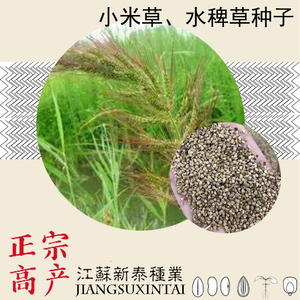 小米草种子水稗草高产水草耐水淹耐旱湖南稷子养殖鱼虾蟹牧草种籽