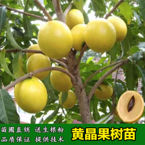 台湾新品种水果苗