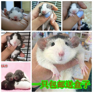 哈士奇花枝鼠活体暹罗花枝鼠宝宝俄蓝花枝鼠花枝鼠笼子花枝鼠主粮