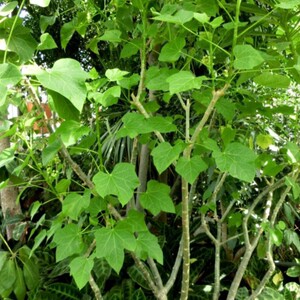 羔桐苗 臭油桐苗 黄肿树苗小桐子苗 假白榄苗假花生苗满50元包邮