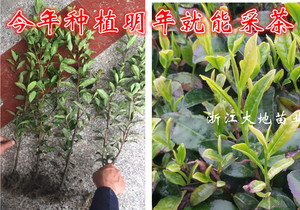 日照绿茶茶苗