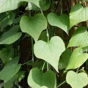 白粉藤种苗 独脚乌桕夜牵牛白面水鸡中草药材观叶植物 满38元包邮